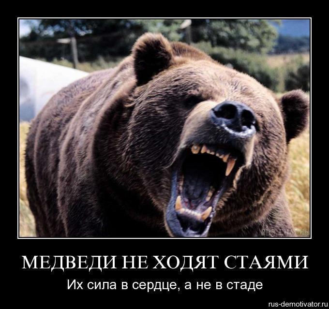Медведи не ходят стаями…