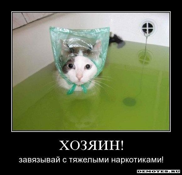 Кот в ванне.