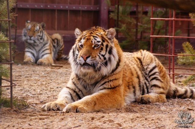 Фото амурского тигра.