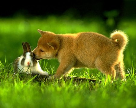 Кролик и щенок.