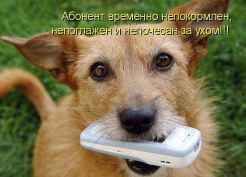 Собака с телефоном в зубах.