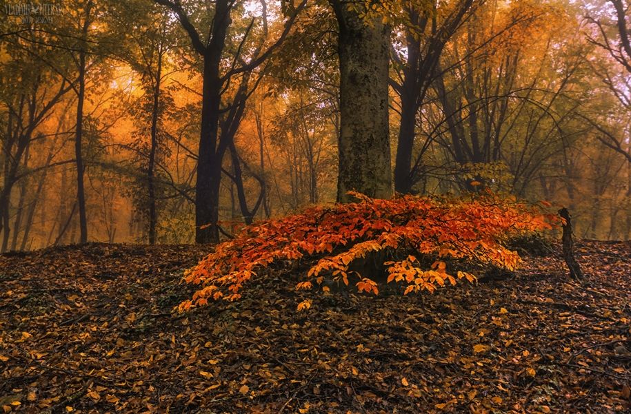 Превосходная открытка октябрьский лес