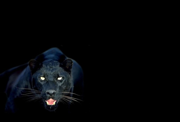 Пантера на черном фоне.