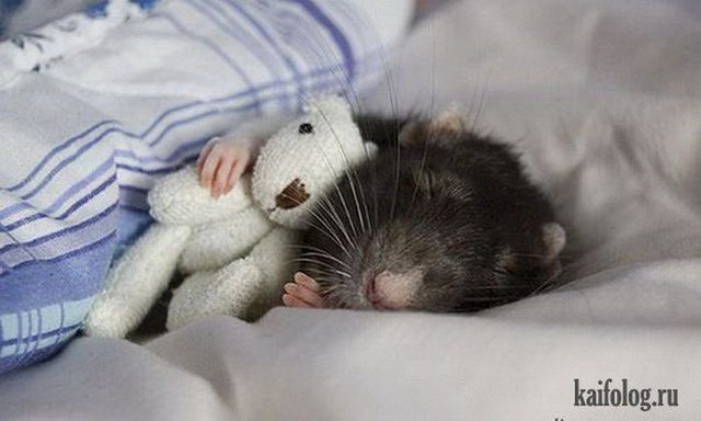 Спящая крыса.