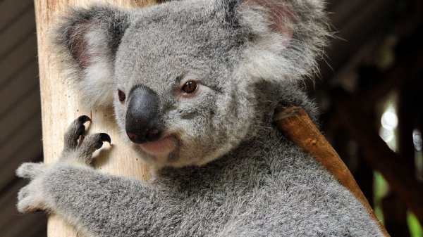 Обои коала.