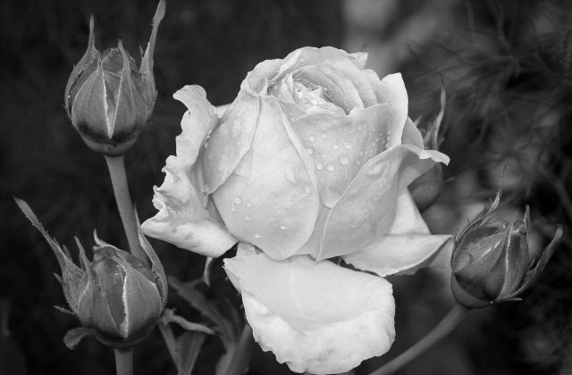 Черно-белое фото розы.