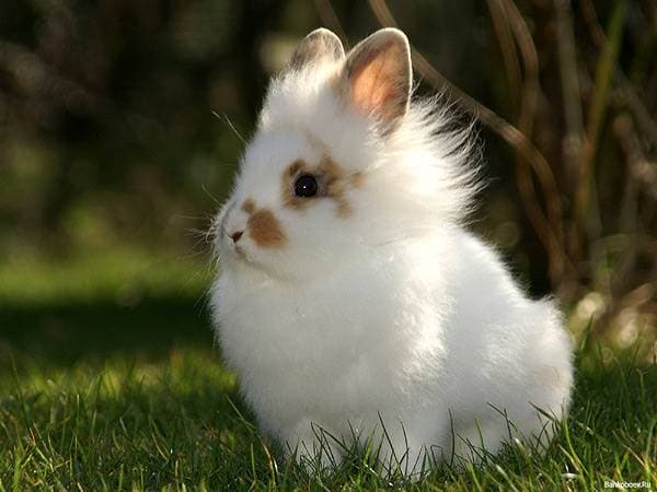Прикольный кролик на траве.