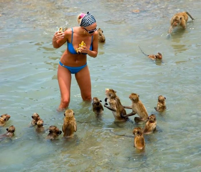 Открытка прикольная наа отпуске с обезьянами