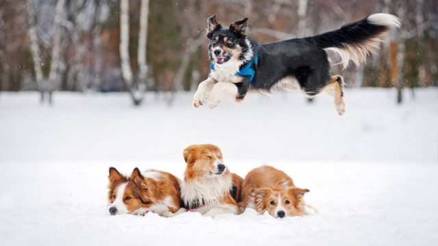 Собаки на снегу.