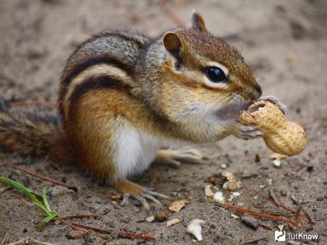 Бурундук с арахисом.