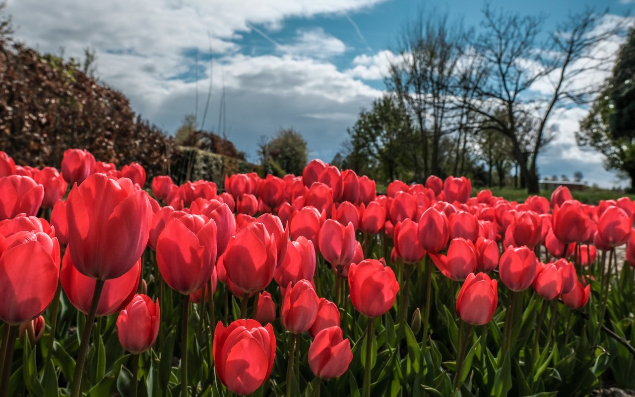 Яркая картинка майские тюльпаны
