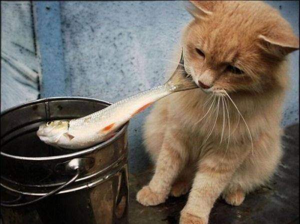 Кот ворует рыбу.