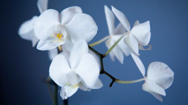 Белая орхидея на синем фоне.