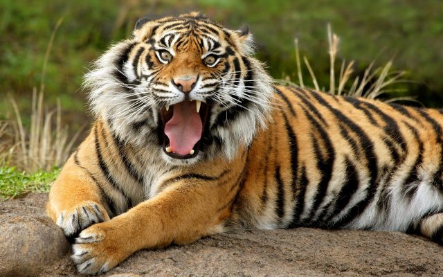 Тигр скалит зубы.