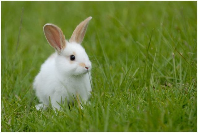Белый кролик на траве.