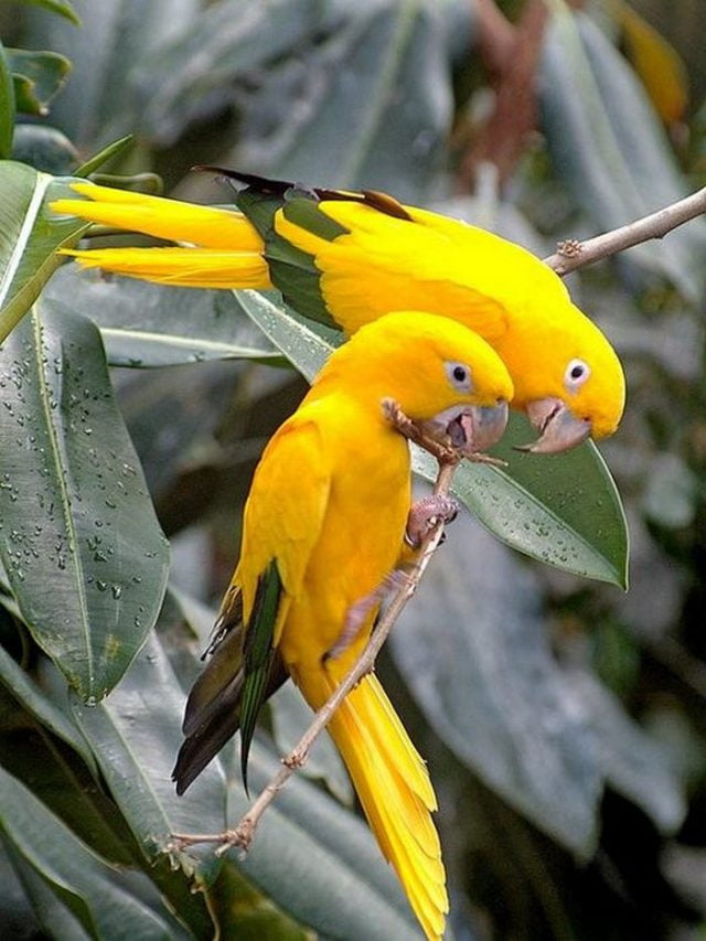 Желтые попугаи