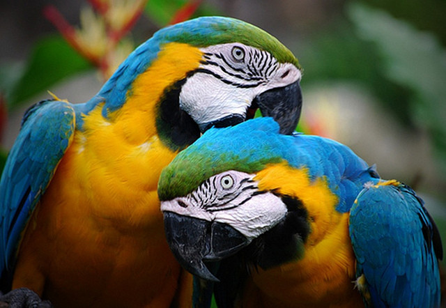 Попугаи ара