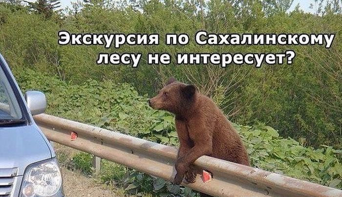 Открытка смешная с медведем из леса