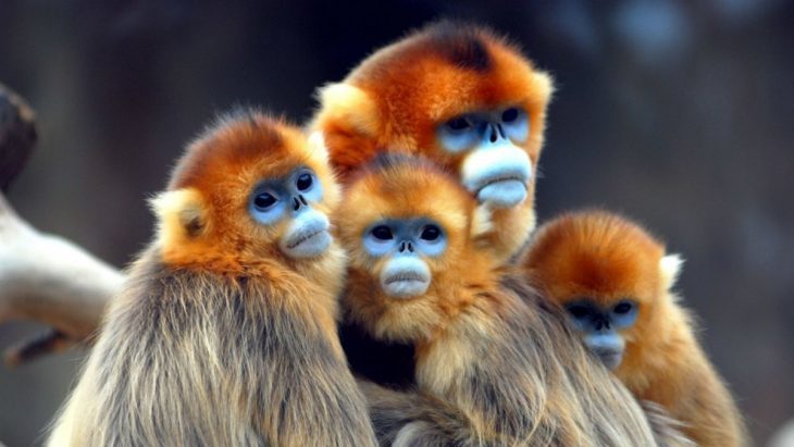 Самые красивые обезьяны на планете