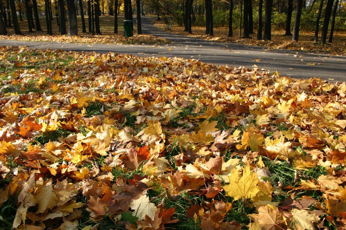 Открытка осенние октябрьские листья