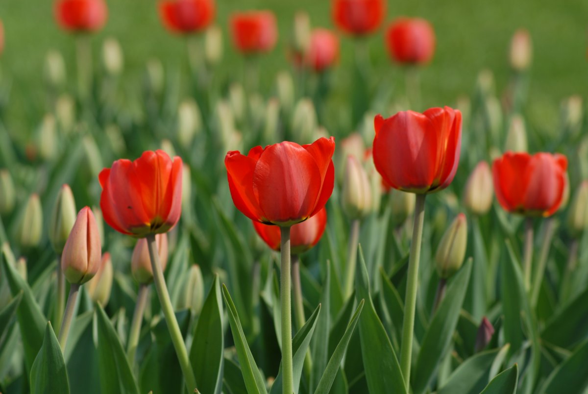 Открытка чудесная тюльпаны в мае