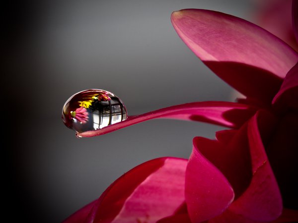 Капля воды на цветке.