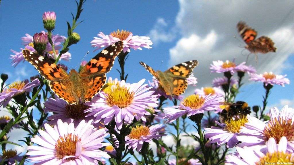 Превосходная картинка июньские бабочки
