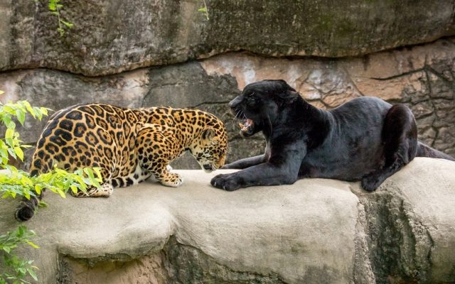 Ягуар и леопард на дереве.