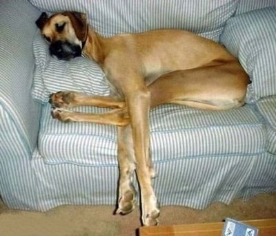 Собака на диване.
