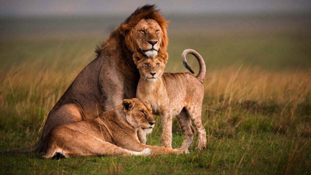 Семья львов.
