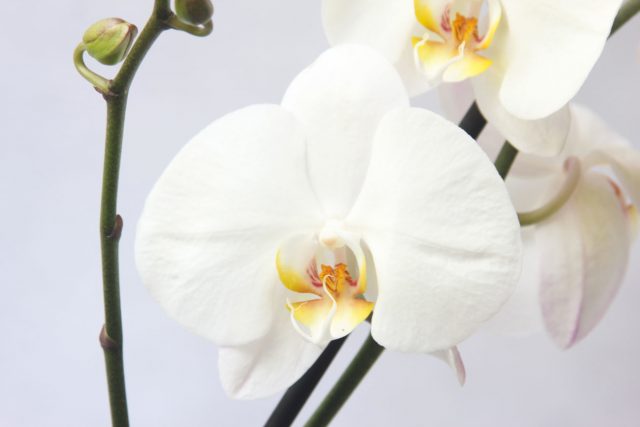 Белая орхидея на весь экран.