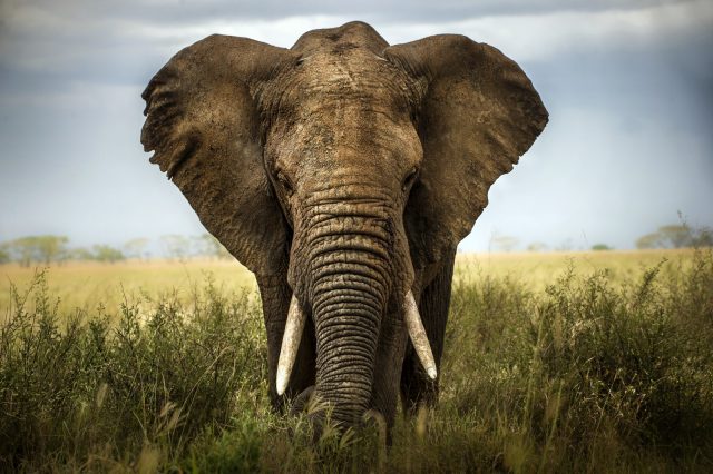 Африканский слон.