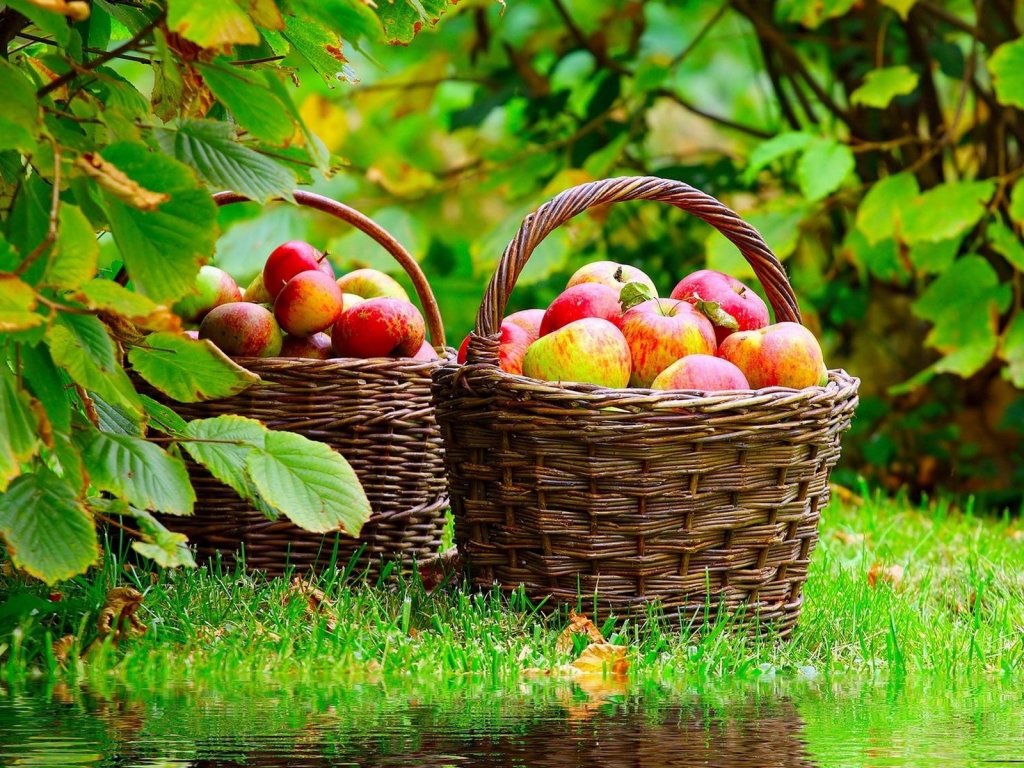 Очаровательная картинка урожай яблок в августе