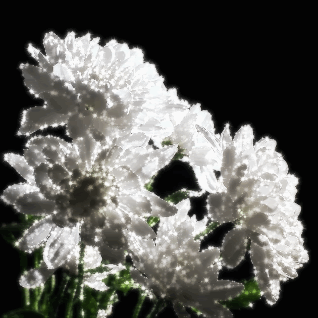 Картинка анимация белые хризантемы.