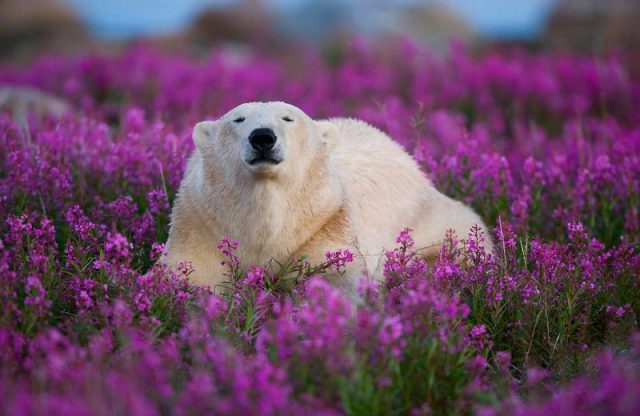 Медведица, фиолетовые цветы.