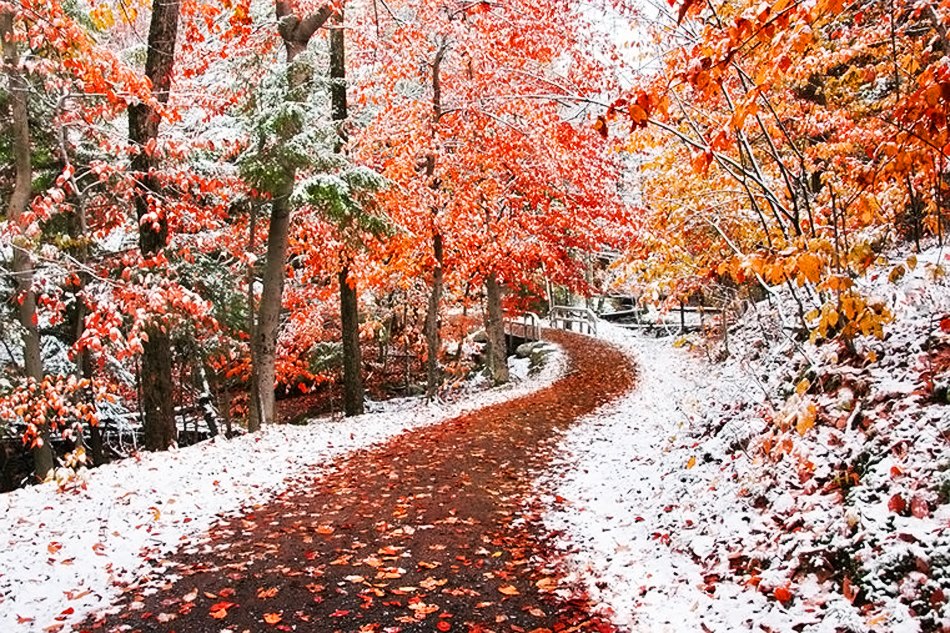 Открытка снег в ноябрьском лесу