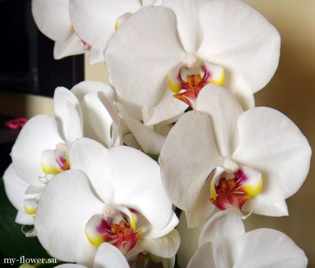Заставка на рабочий стол белая орхидея.