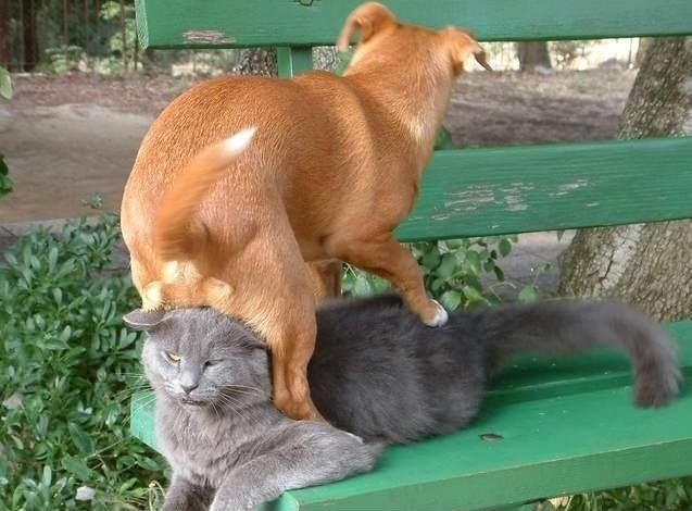 Две собаки и кошка на кресле.