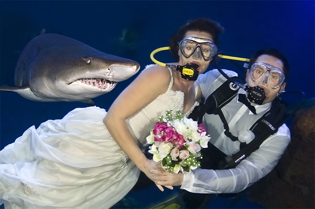 Безумное свадебное фото с акулами.
