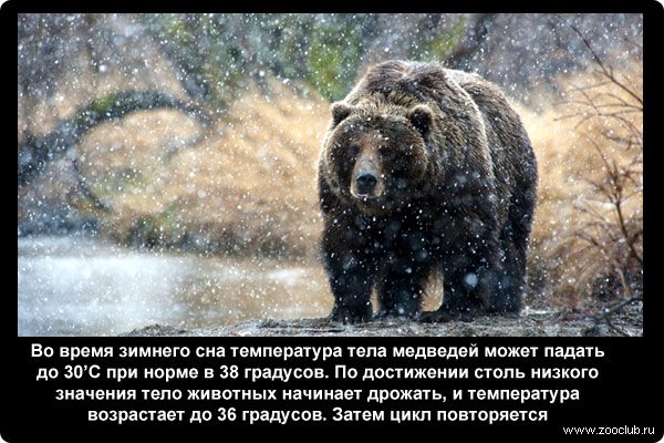 Медведь готовится к зимней спячке.