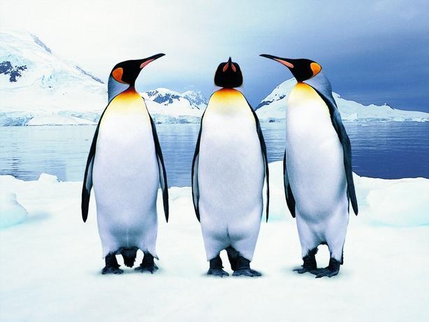 Красивые пингвины.