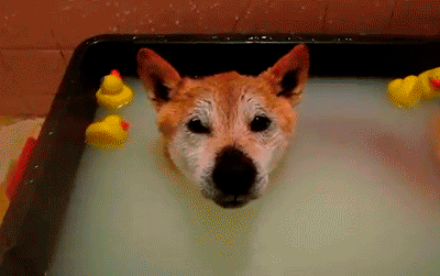 Собака в ванне.