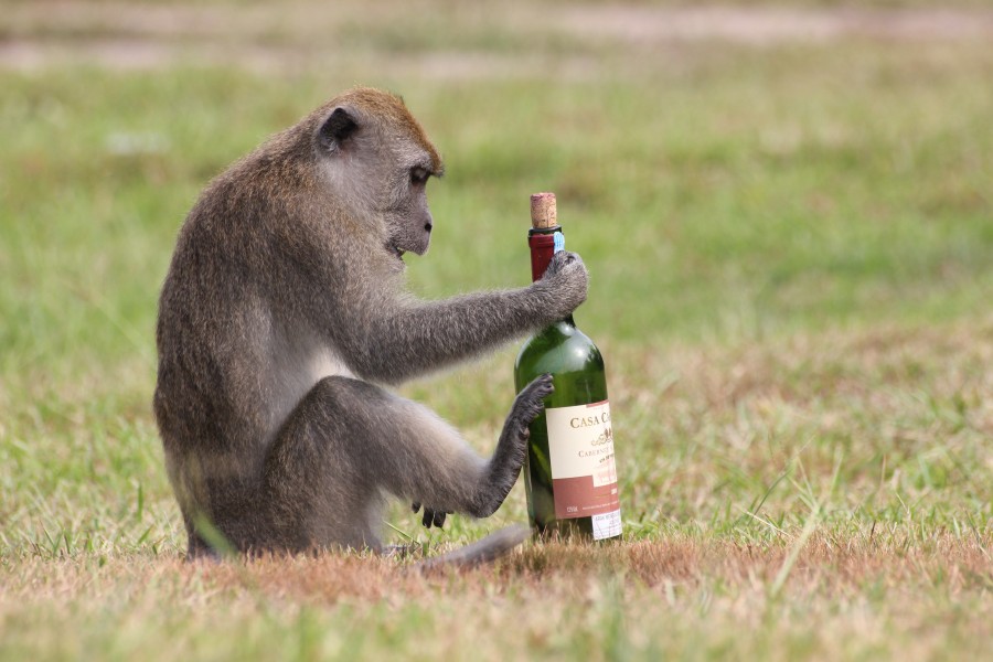 Прикольная открытка обезьяна с вином