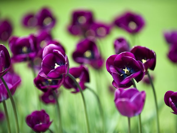 Фиолетовые тюльпаны.
