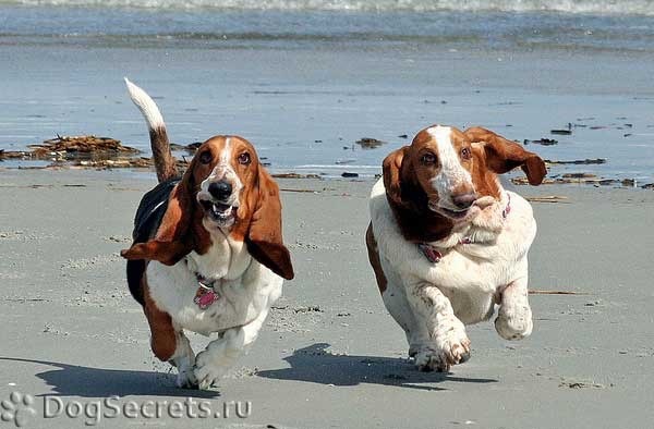 Собаки на пляже.