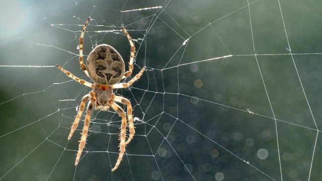 Мохнатый паук с большими глазами