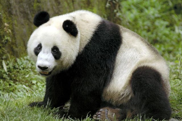 Прикольная панда.