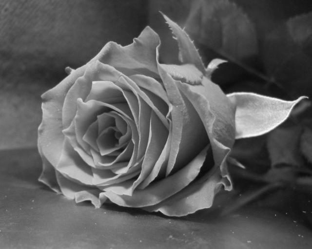 Красивая роза на рабочий стол.