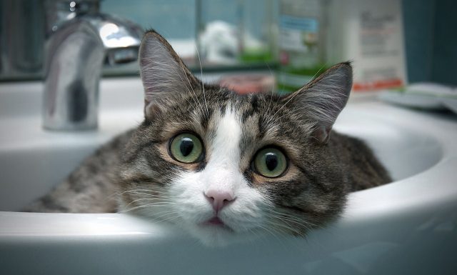 Персиковый кот с красивыми глазами