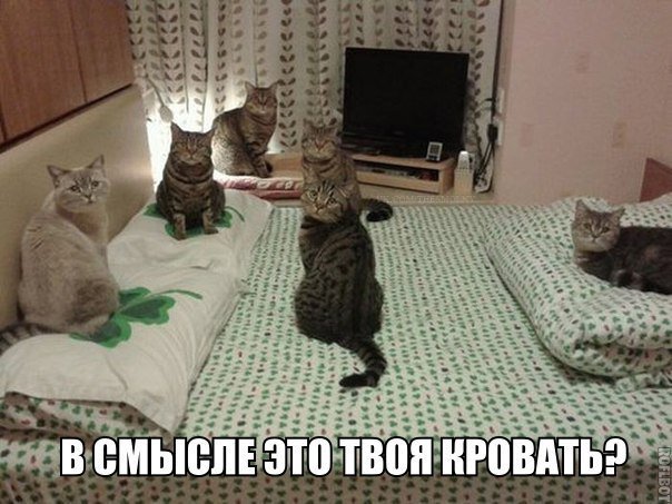 Кошки на кровати.